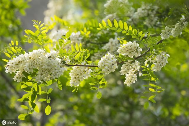 园林绿化中不可或缺的观花类乔木“首选树种”