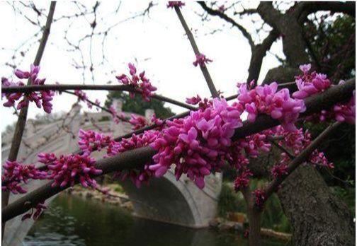 园林绿化中不可或缺的观花类乔木“首选树种”