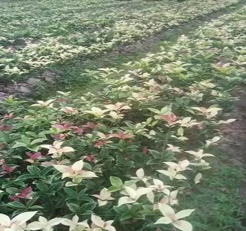园林景观配置彩叶植物