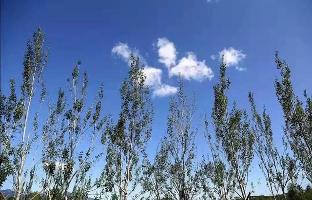 白河城市森林公园的生态景观设计