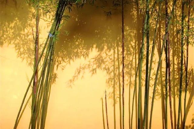 植物季相绝美空间营造，惊艳