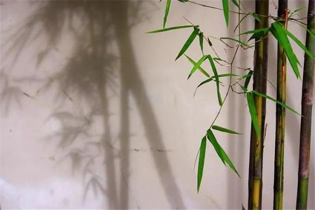 植物季相绝美空间营造，惊艳