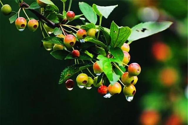 植物季相绝美空间营造，惊艳