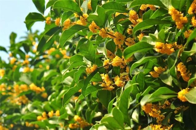 植物季相绝美空间营造，惊艳