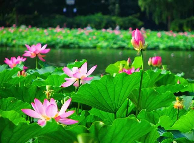植物季相绝美空间营造，惊艳