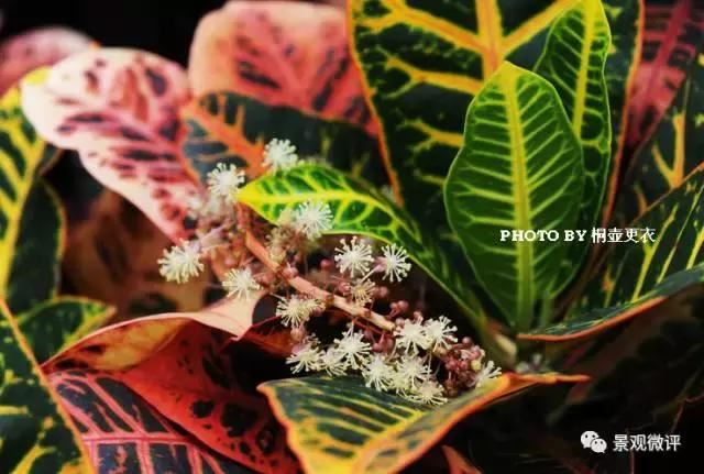 警惕50种园林常见有毒植物