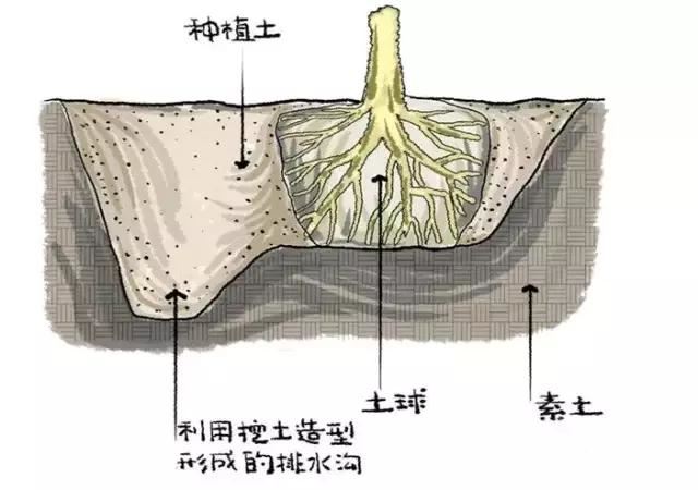 树都不会种 何谈能做出好的园林景观