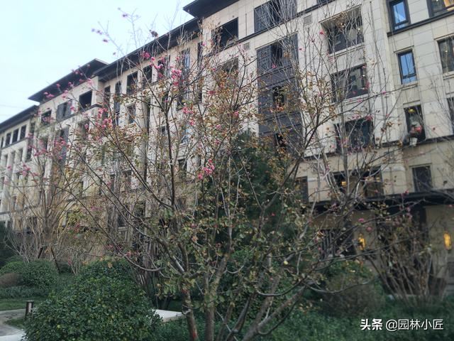 什么情况？北京冰冷的冬天马上到了，一种树竟然悄悄开花了