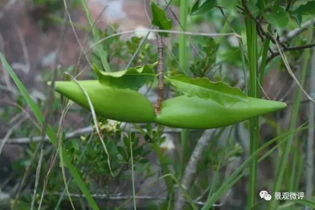 警惕50种园林常见有毒植物