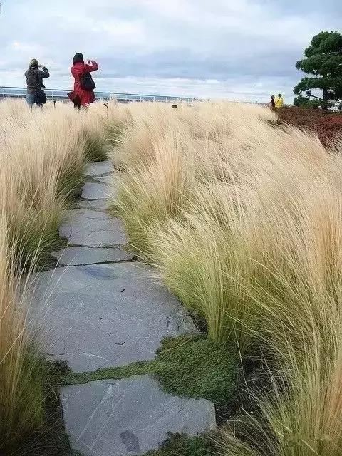 有“花境”，草有“草境”——景观设计中的观赏草