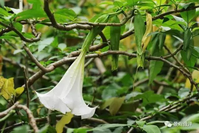 警惕50种园林常见有毒植物