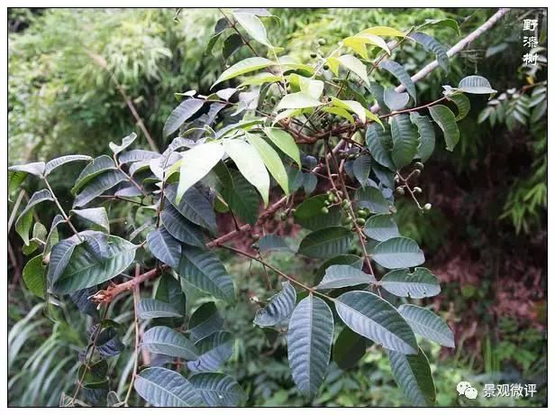 警惕50种园林常见有毒植物