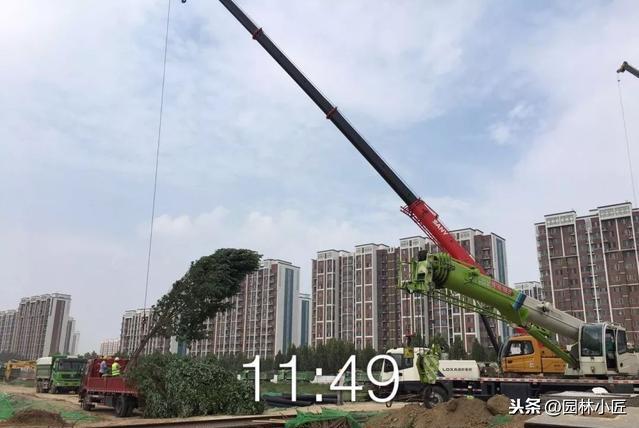 园林施工绿化篇，带你一起看一看原本的真实场景