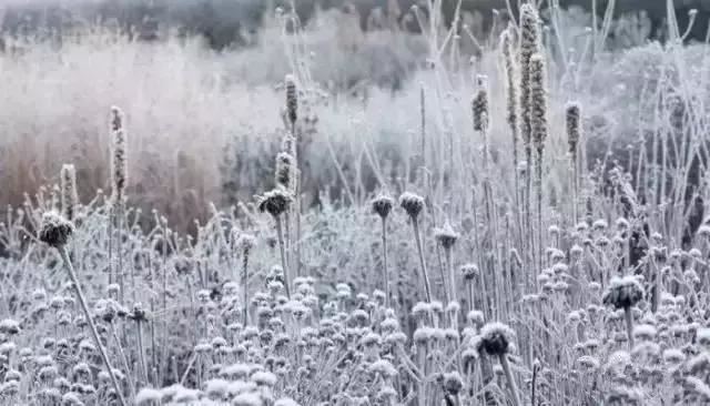 有“花境”，草有“草境”——景观设计中的观赏草
