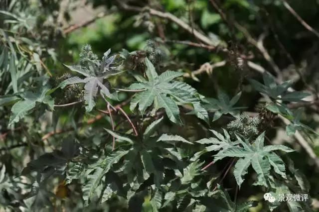警惕50种园林常见有毒植物