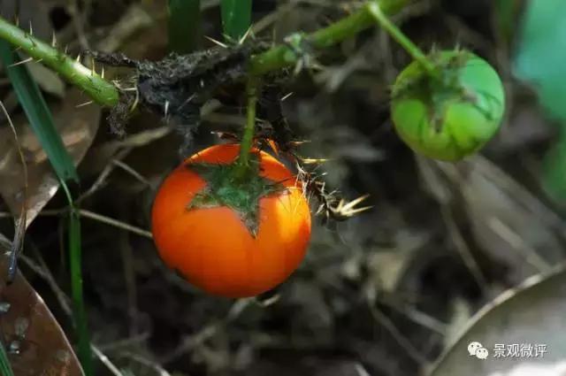 警惕50种园林常见有毒植物
