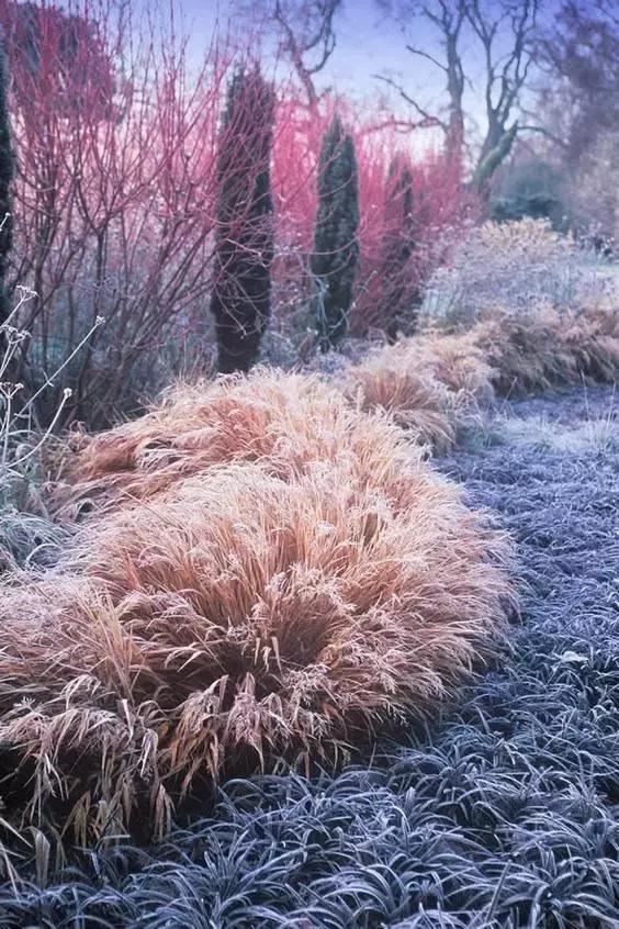 有“花境”，草有“草境”——景观设计中的观赏草