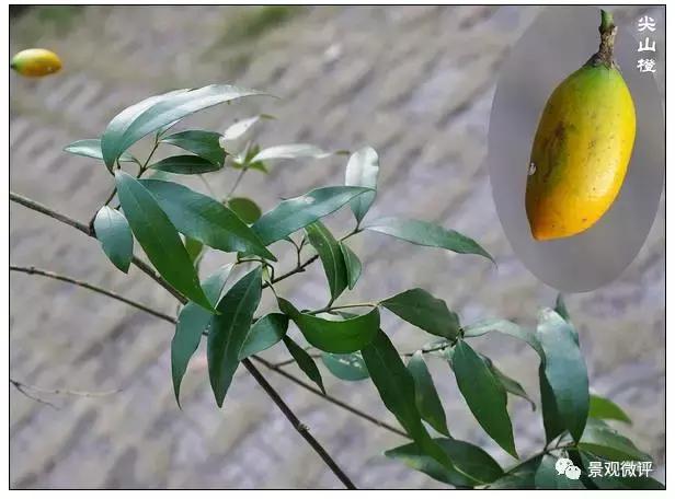警惕50种园林常见有毒植物