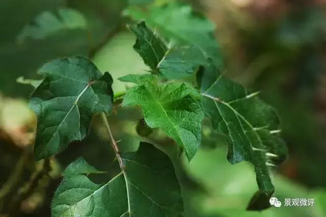 警惕50种园林常见有毒植物