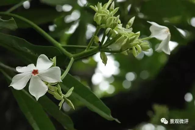 警惕50种园林常见有毒植物