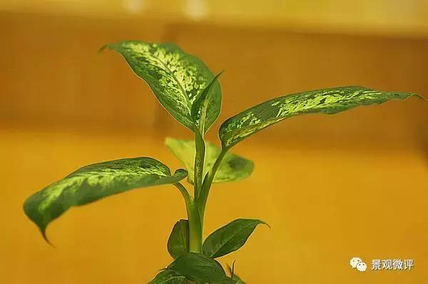 警惕50种园林常见有毒植物