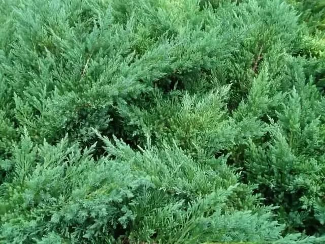 园林景观设计如何选择地被植物？
