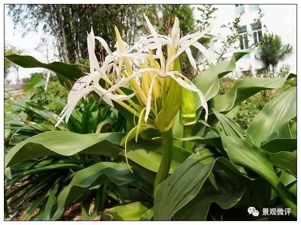 警惕50种园林常见有毒植物