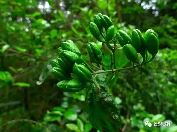 警惕50种园林常见有毒植物