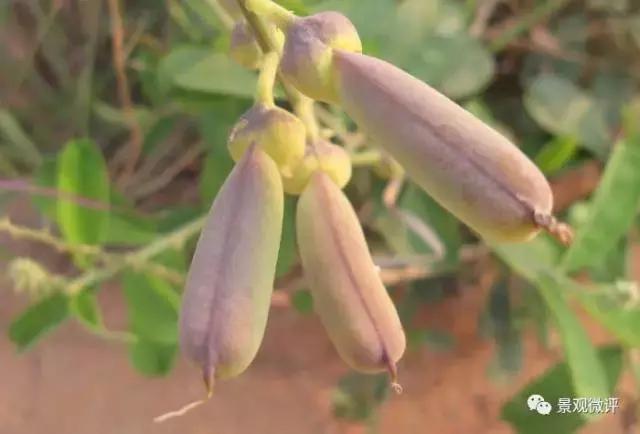警惕50种园林常见有毒植物