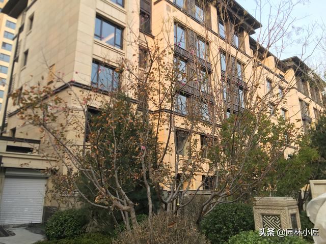 什么情况？北京冰冷的冬天马上到了，一种树竟然悄悄开花了