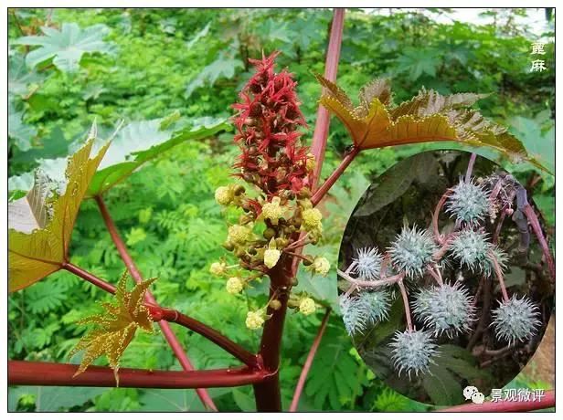 警惕50种园林常见有毒植物