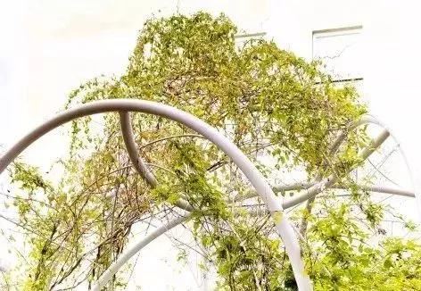 干货 | 屋顶园林景观的设计要点