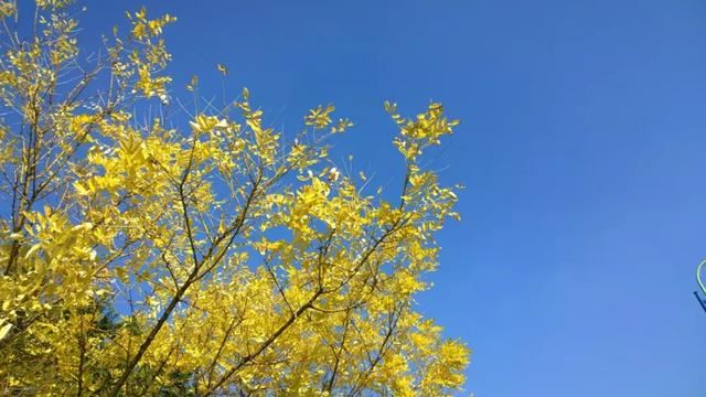 园林绿化中，它们是“首选树种”