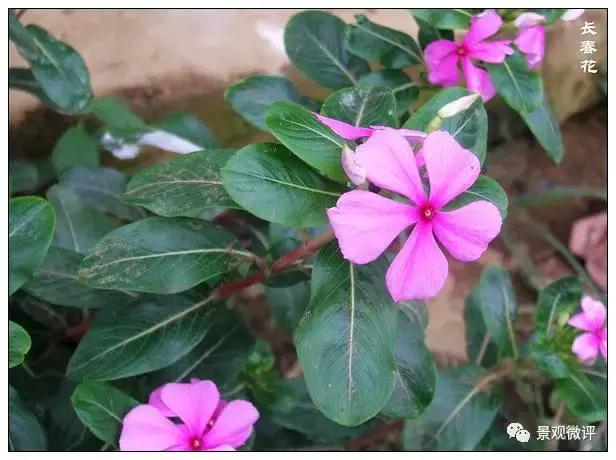 警惕50种园林常见有毒植物
