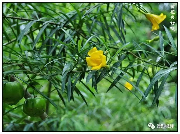 警惕50种园林常见有毒植物