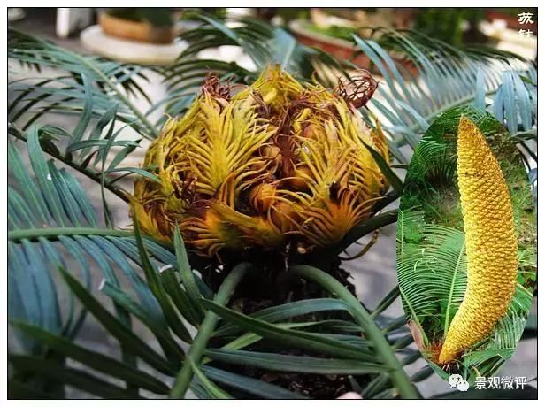 警惕50种园林常见有毒植物