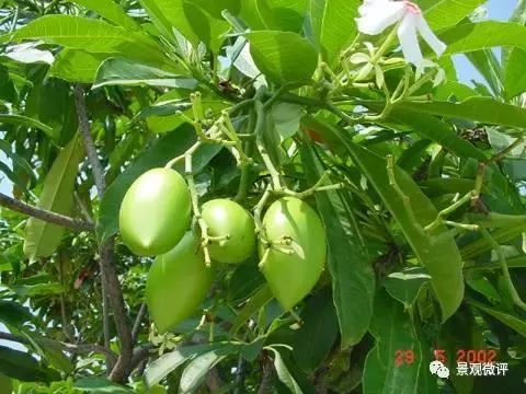 警惕50种园林常见有毒植物