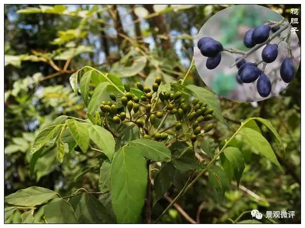 警惕50种园林常见有毒植物