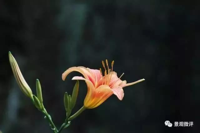 警惕50种园林常见有毒植物