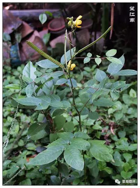警惕50种园林常见有毒植物