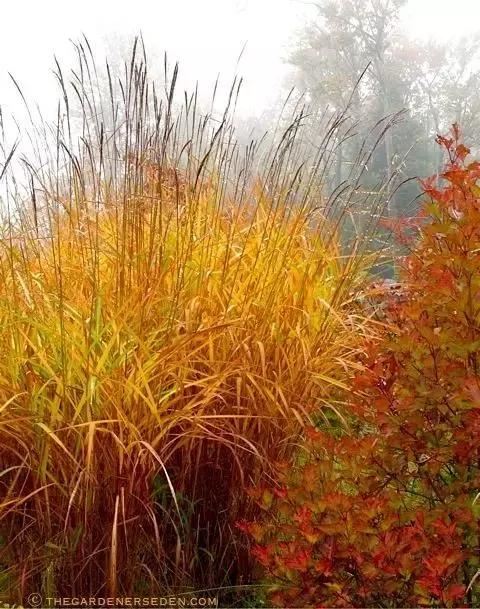 有“花境”，草有“草境”——景观设计中的观赏草