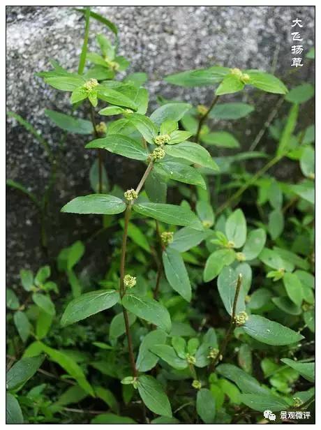 警惕50种园林常见有毒植物
