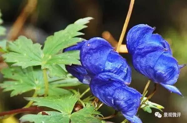警惕50种园林常见有毒植物