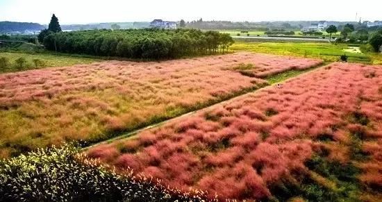 有“花境”，草有“草境”——景观设计中的观赏草