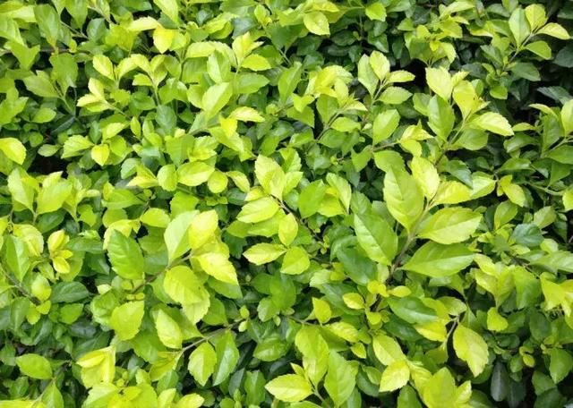 园林景观设计如何选择地被植物？