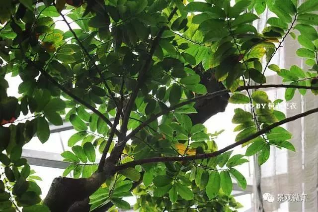 警惕50种园林常见有毒植物