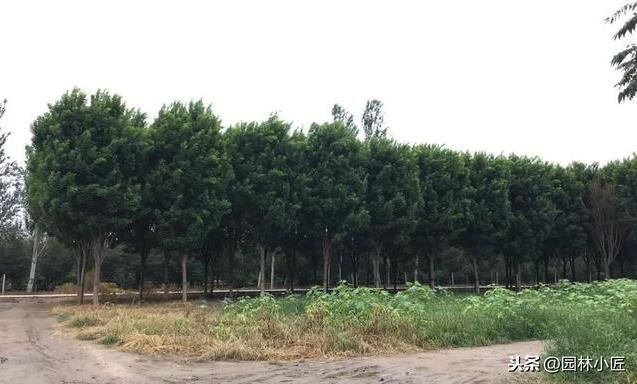 园林施工绿化篇，带你一起看一看原本的真实场景