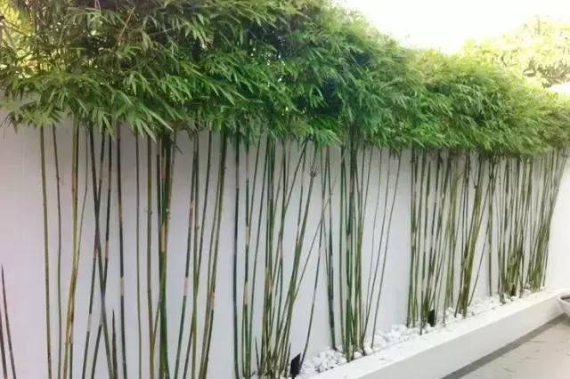 把树做成这样，也是绝了