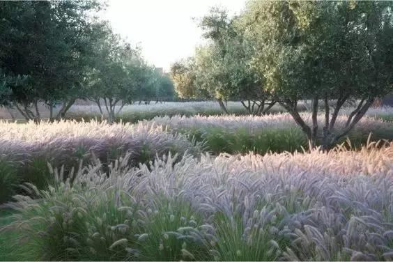 有“花境”，草有“草境”——景观设计中的观赏草