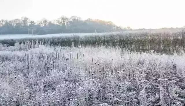 有“花境”，草有“草境”——景观设计中的观赏草